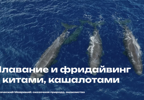 molchanovs freediving mauritius whales